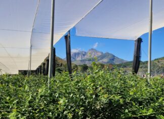 Ubuntu – duch współpracy, który połączył światową społeczność borówkową w Kapsztadzie