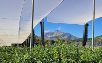 Ubuntu – duch współpracy, który połączył światową społeczność borówkową w Kapsztadzie