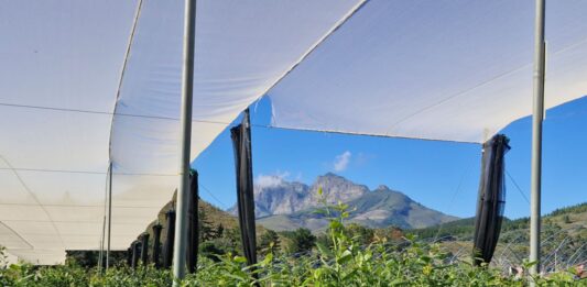 Ubuntu – duch współpracy, który połączył światową społeczność borówkową w Kapsztadzie