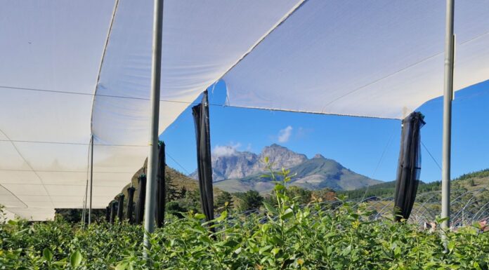 Ubuntu – duch współpracy, który połączył światową społeczność borówkową w Kapsztadzie