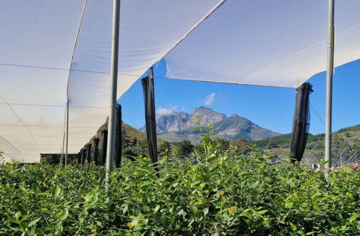 Ubuntu – duch współpracy, który połączył światową społeczność borówkową w Kapsztadzie