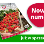 Jagodnik 8/2025 – już w sprzedaży!