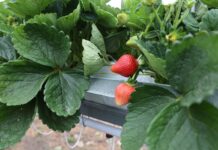 Truskawka ‘Alturas’ – nowa odmiana z Kalifornii alturas