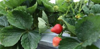 Truskawka ‘Alturas’ – nowa odmiana z Kalifornii alturas