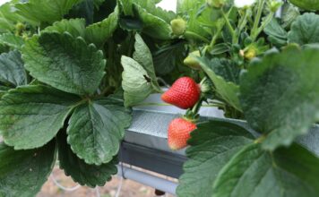 Truskawka ‘Alturas’ – nowa odmiana z Kalifornii alturas