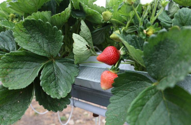 Truskawka ‘Alturas’ – nowa odmiana z Kalifornii alturas