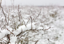 Silne mrozy na początku 2026 roku. Czy borówka wysoka jest zagrożona?