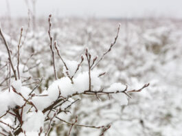 Silne mrozy na początku 2026 roku. Czy borówka wysoka jest zagrożona?