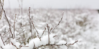 Silne mrozy na początku 2026 roku. Czy borówka wysoka jest zagrożona?