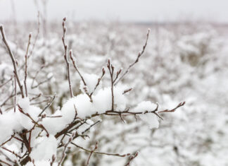 Silne mrozy na początku 2026 roku. Czy borówka wysoka jest zagrożona?