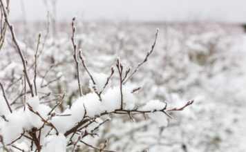 Silne mrozy na początku 2026 roku. Czy borówka wysoka jest zagrożona?