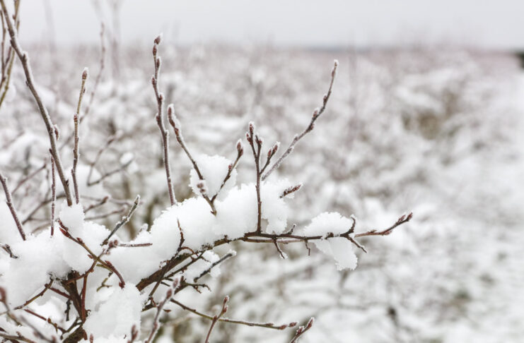 Silne mrozy na początku 2026 roku. Czy borówka wysoka jest zagrożona?
