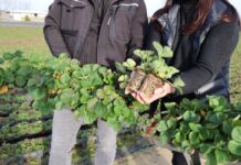 Zobacz, jak produkowane są wybrane typy sadzonek truskawki