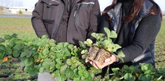 Zobacz, jak produkowane są wybrane typy sadzonek truskawki