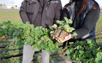 Zobacz, jak produkowane są wybrane typy sadzonek truskawki