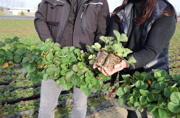 Zobacz, jak produkowane są wybrane typy sadzonek truskawki