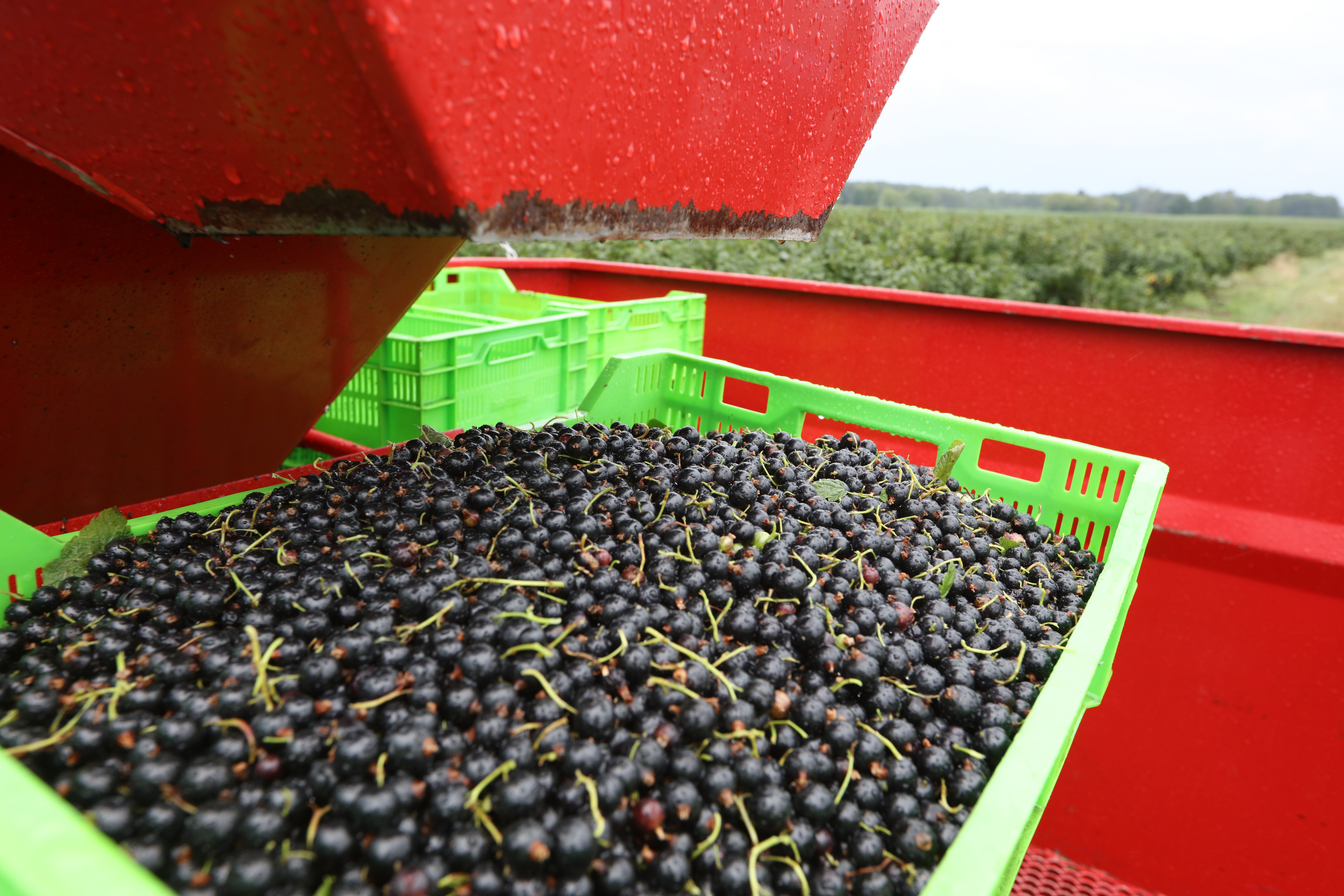 Rekordowe plony porzeczek? Recepta na wciągniecie ręki