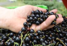 „IDŹ Z NAMI PO REKORD” – konferencja o nowoczesnej uprawie porzeczek