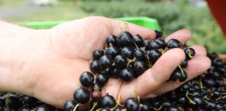 „IDŹ Z NAMI PO REKORD” – konferencja o nowoczesnej uprawie porzeczek