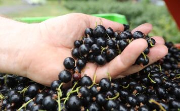 „IDŹ Z NAMI PO REKORD” – konferencja o nowoczesnej uprawie porzeczek