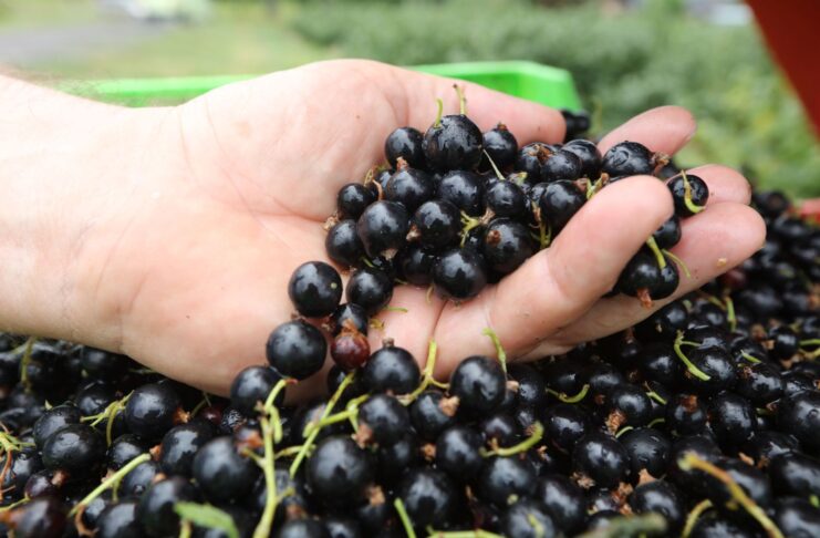 „IDŹ Z NAMI PO REKORD” – konferencja o nowoczesnej uprawie porzeczek