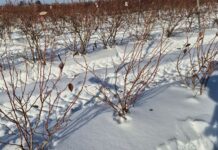 Czy zima 2026 sprzyja przezimowaniu borówki?