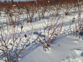 Czy zima 2026 sprzyja przezimowaniu borówki?