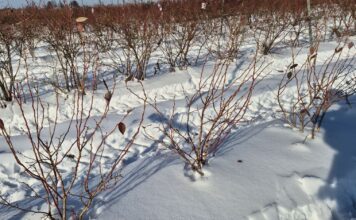 Czy zima 2026 sprzyja przezimowaniu borówki?