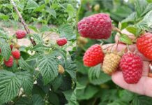 Dwie nowe polskie odmiany malin. Co o nich wiemy? odmiany malin Pola i Soten, Instytut Ogrodnictwa, maliny, pola, soten