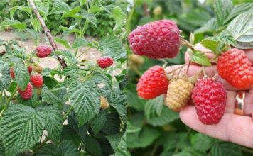 Dwie nowe polskie odmiany malin. Co o nich wiemy? odmiany malin Pola i Soten, Instytut Ogrodnictwa, maliny, pola, soten