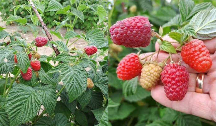 odmiany malin Pola i Soten, Instytut Ogrodnictwa, maliny, pola, soten