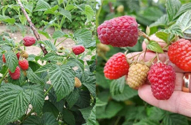 Dwie nowe polskie odmiany malin. Co o nich wiemy? odmiany malin Pola i Soten, Instytut Ogrodnictwa, maliny, pola, soten