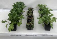 Przełomowe rozwiązanie w ochronie roślin przed stresem