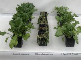 Przełomowe rozwiązanie w ochronie roślin przed stresem