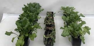 Przełomowe rozwiązanie w ochronie roślin przed stresem