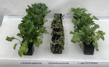 Przełomowe rozwiązanie w ochronie roślin przed stresem