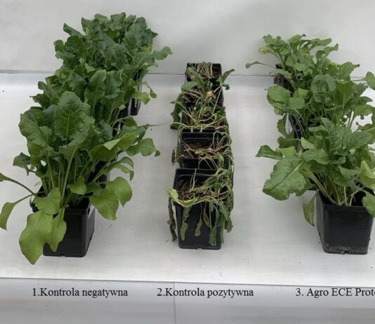 Przełomowe rozwiązanie w ochronie roślin przed stresem