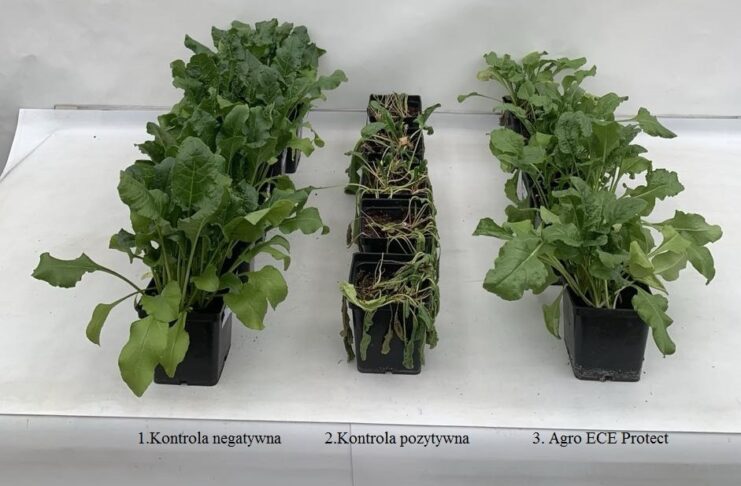 Przełomowe rozwiązanie w ochronie roślin przed stresem