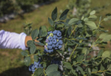 Zmienia się klimat, zmieniają się borówki. Jakie odmiany i technologie należy wdrożyć?