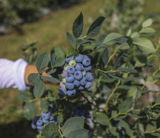 Zmienia się klimat, zmieniają się borówki. Jakie odmiany i technologie należy wdrożyć?