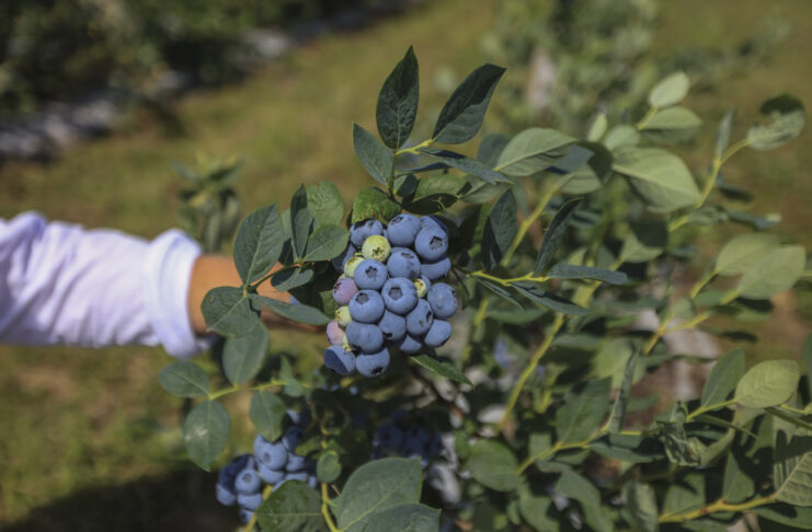 Zmienia się klimat, zmieniają się borówki. Jakie odmiany i technologie należy wdrożyć?