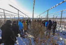 Cięcie borówki w styczniu 2026 roku. 5 najważniejszych zasad!