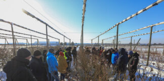 Cięcie borówki w styczniu 2026 roku. 5 najważniejszych zasad!