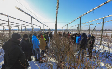 Cięcie borówki w styczniu 2026 roku. 5 najważniejszych zasad!