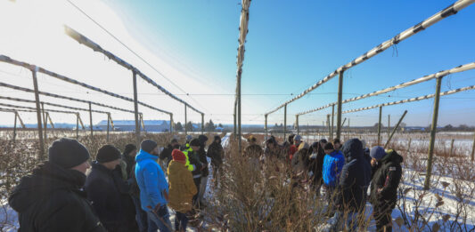 Cięcie borówki w styczniu 2026 roku. 5 najważniejszych zasad!