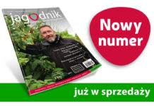 Jagodnik 1/2026 już w sprzedaży! Jagodnik