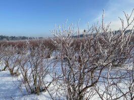 Start sezonu na plantacjach jagodowych – jak zadbać o odżywianie roślin po zimie borówka amerykańska