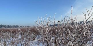 Start sezonu na plantacjach jagodowych – jak zadbać o odżywianie roślin po zimie borówka amerykańska