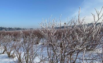 Start sezonu na plantacjach jagodowych – jak zadbać o odżywianie roślin po zimie borówka amerykańska