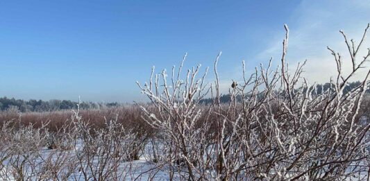 borówka amerykańska